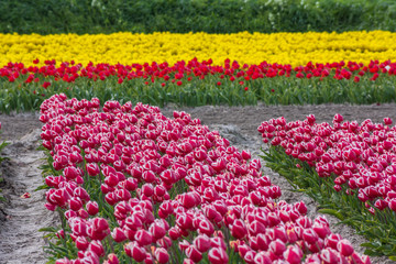 typical Dutch tulip fields in the spring