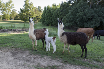 Fototapeta premium Llamas on Alabama farm