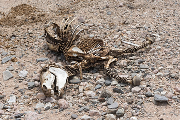 Skeleton of a zebra in a dry riverbed in Namibia