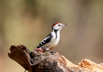 A middle  spotted woodpecker is posing on a log on a blurry light background