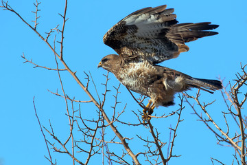 A common buzzard tries to fly from thin tree branches