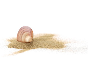 Sea shells in sand pile isolated on white background
