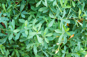 Lonicera caerulea green plant
