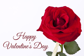 Happy Valentine's Day card with red rose on the white background
