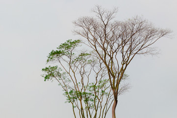 Winter Tree Branches