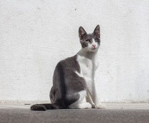 Gray Cat Portrait