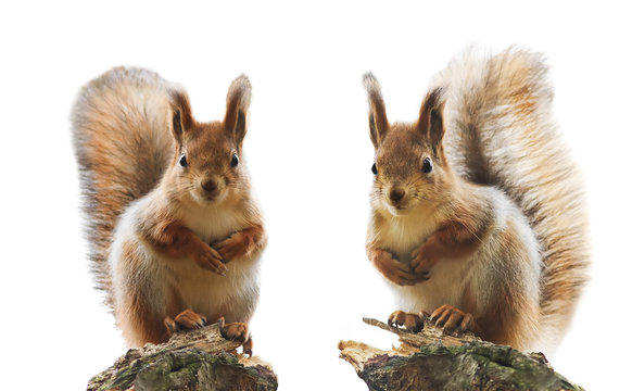 portrait of two cute red squirrel with fluffy fur and tail on a white isolated background