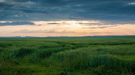 Fototapeta na wymiar field with green vegetation against the sunset, a quiet summer evening