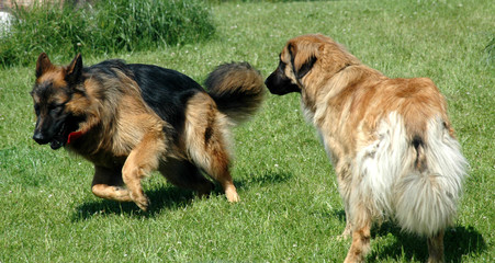 Two German Shepherd dogs plsying on a lawn.