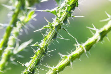 threat green stem of a Bush of thistles with sharp and long spines and thorns closeup