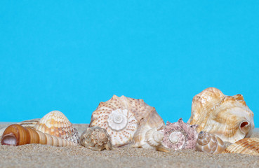 Obraz na płótnie Canvas Gifts of the sea in the sand