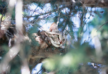 funny tabby cat peacefully lying in ambush in spruce high among the branches green