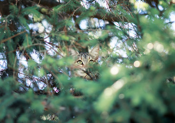 funny tabby cat sits high on a fir-tree among the branches green