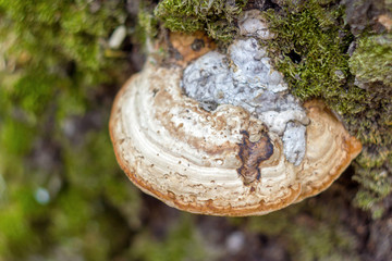 Mushroom on the tree