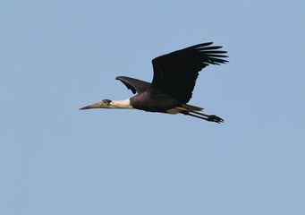 White necked stork in flight filmed on blue sky background