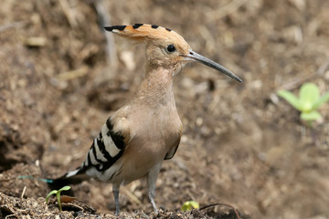 Very close up photo of hoopoe stands on a ground