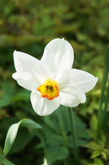 Fototapeta na wymiar Narcissus flower head with green background vertical