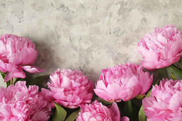Composition with beautiful peony flowers on grey textured background