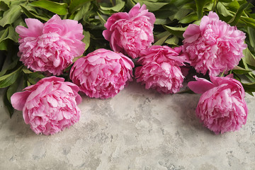 Composition with beautiful peony flowers on grey textured background