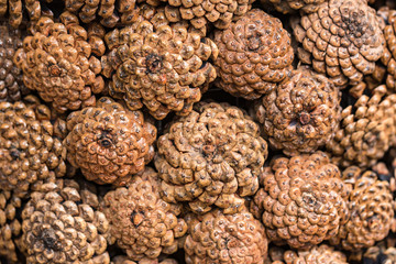 Pine cones background