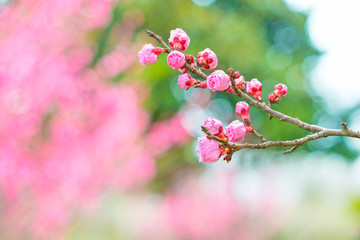Plum Blossom in early spring. Located in Plum Blossom Hill, Nanjing, Jiangsu, China.