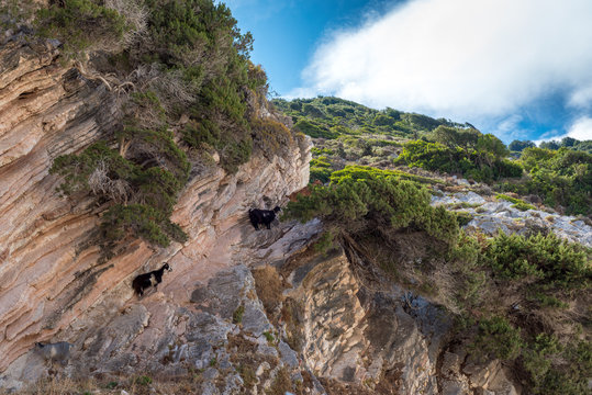 Goats standing on the rocks. Kefalonia island. Greece. Europe.