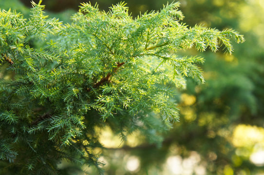 Green branch of juniperus virginiana or red cedar or eastern redcedar or virginian juniper or  eastern juniper or pencil cedar or and aromatic cedar in sunlight