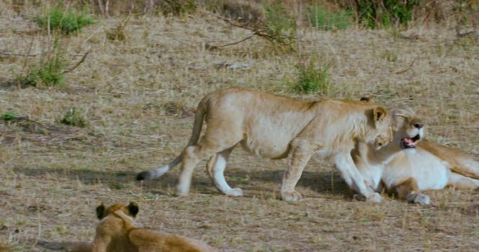 Lion Cub Walking; Maasai Mara 6 Sept Pm; Maasai Mara, Kenya, Africa