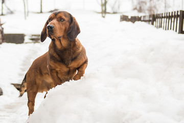 Alpine Dachsbracke hunting dog with short legs in a snow 