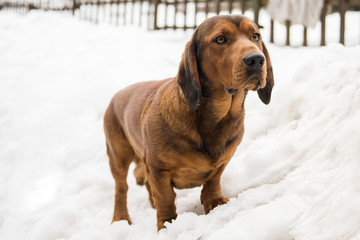 Alpine Dachsbracke hunting dog with short legs in a snow 