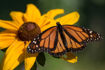 monarch  butterfly on a flower