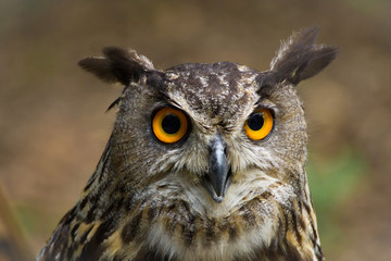 Simply portrait owl, bubo bubo