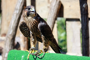 elengant bird of pray lurking on his victim