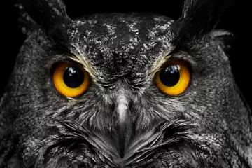 Foto op Plexiglas Uil Zwart-wit portret uil met grote gele ogen
