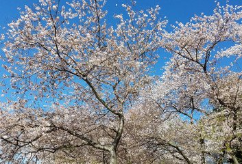 Blooming cherry trees in spring against a blue sky.