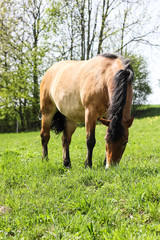 horse grazing on the meadow, brown elegance