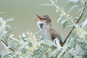 The reed warbler sings in a bush of silvertree