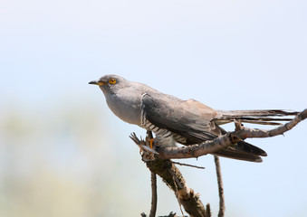 The common cuckoo (Cuculus canorus) sits on a branch against the blue sky. Close-up photo