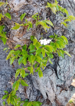 Cherry tree trunk detail