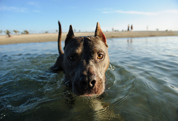 American Staffordshire Terrier dog outdoor portrait with cropped ears swimming in water