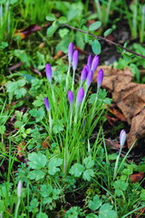First fragile crocuses. Bunch of closed  dark purple flowers in gras. Dry brown leaf. 