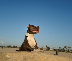 American Staffordshire Terrier dog outdoor portrait with cropped ears standing up on rocks with...