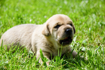 golden puppies, spring nature, still born