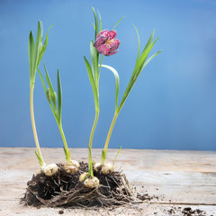 snake's head fritillary (Fritillaria meleagris) or chess flower, whole plants with bulb and soil on...