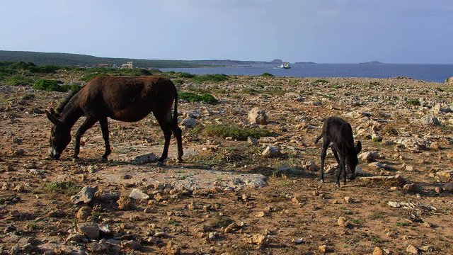 Wild Donkeys Grassing On Rocks; Tip Of Cyprus; Karpas Peninsula, Cyprus