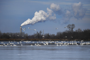 Swans During Their Migratory Stop