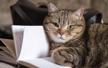 The cat is lying with an open diary. Selective focus.