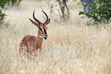 Blackfaced impala (Aepyceros melampus petersi)