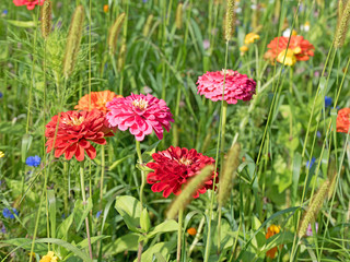 Blumenwiese mit Zinnien