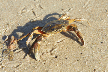 Shore Crab (Carcinus maenas)